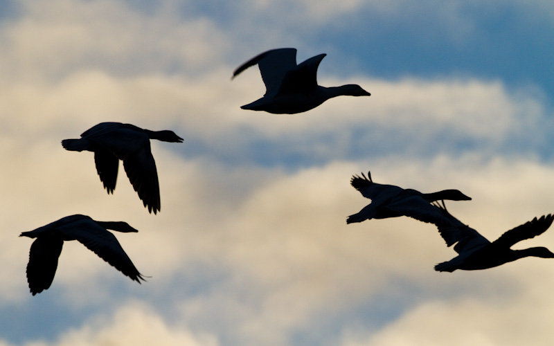 Snow Geese In Flight